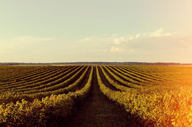 Inovação digital transforma a produção no agronegócio.